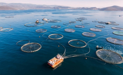 Tư vấn chuyên ngành nuôi trồng thủy sản