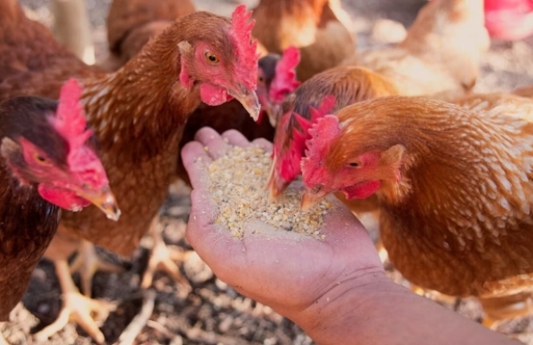 Thức ăn chăn nuôi