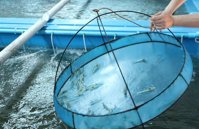 Nuôi trồng thủy sản