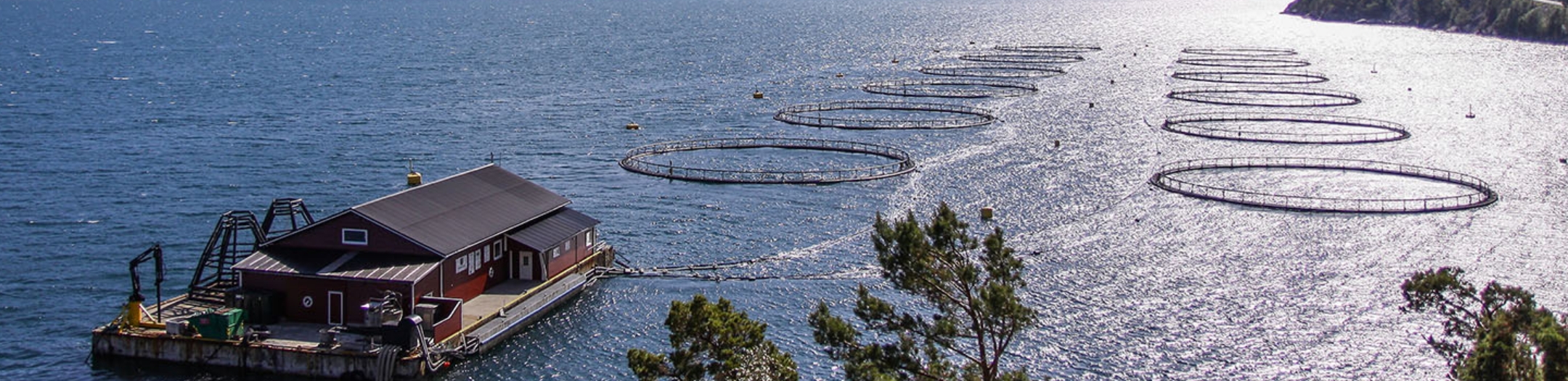 Tư Vấn Chứng Nhận
ngành Nuôi Trồng Thủy Sản