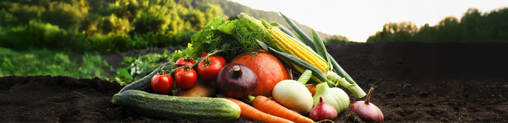 Tư Vấn Chứng Nhận
Sản Phẩm Nông Nghiệp